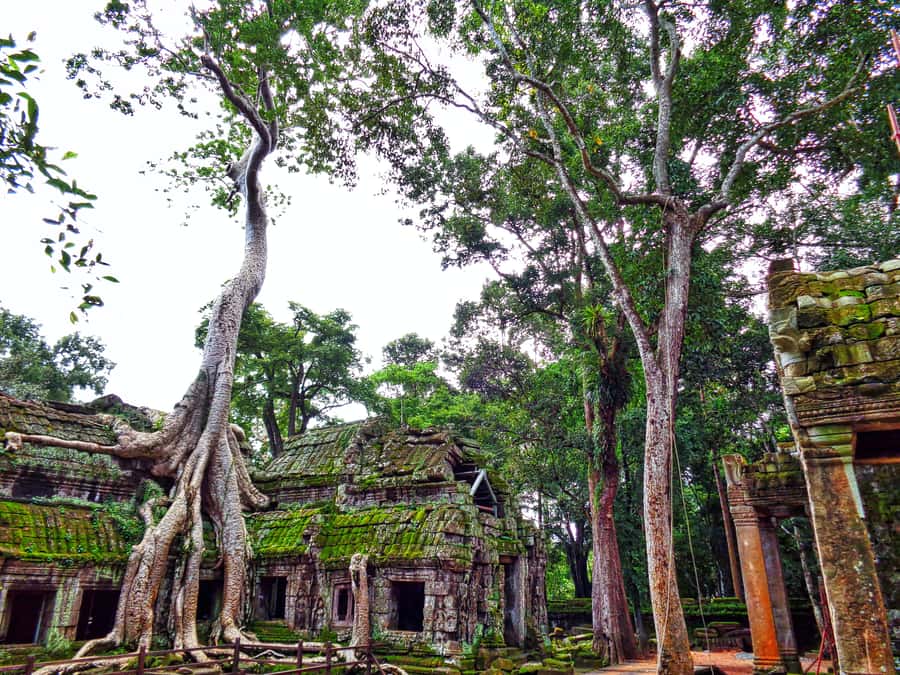 Angkor Region: 3-day Private Tour of Top Temples - Day Three: 5:00 AM Angkor Wat Sunrise and Banteay Srey Before the Crowds