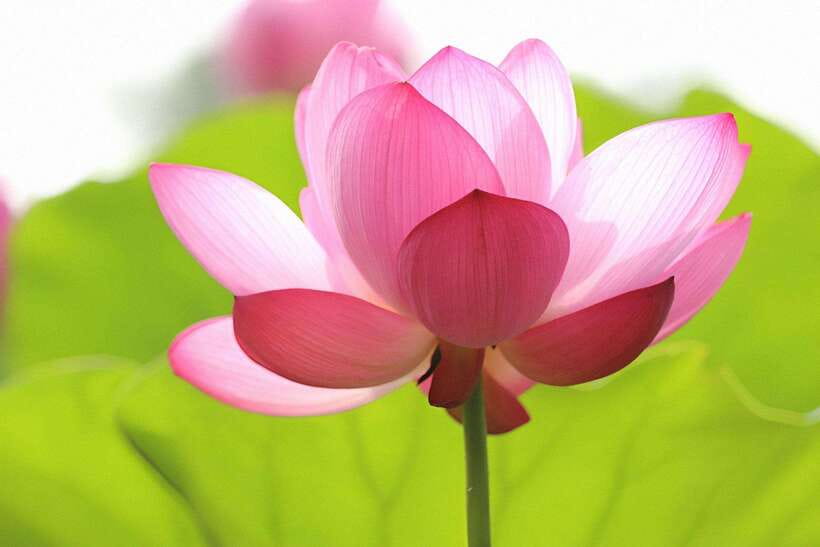 Angkor Silk Farm & Lotus Silk Farm: Siem Reap Discovery Tour - Shopping at both boutiques: buy with context, not impulse