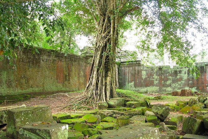 Angkor Wat Private Tour with English Speaking Driver, NO guide - Ta Prohm: a short stop where the trees do the talking