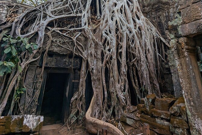 Angkor Wat Private Tuk-Tuk Tour (sunrise Option) & more - Ta Prohm’s roots: squeezing beauty into 90 minutes