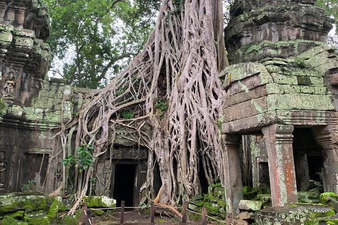 Angkor Wat Sunset TUK TUK Tour - Ta Prohm: the rain-forest trees and Tomb Raider vibes