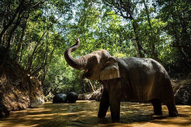 Angkor Wat Temples & Kulen Elephant Forest Day Tour - The value math: $259 for temples, transport, and lunch