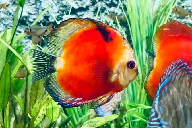 Angkor Wildlife & Aquarium Halfday tour - Key highlights worth your attention