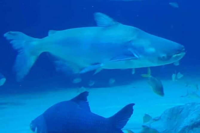 Angkor Wildlife & Aquarium Halfday tour - Angkor Wildlife & Aquarium: what you’re really signing up for