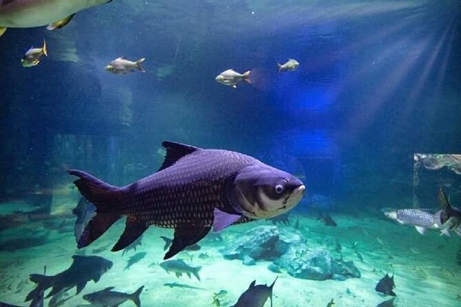 Angkor Wildlife & Aquarium Halfday tour - Stop 1: Angkor Wildlife & Aquarium, from fish tanks to reptile house