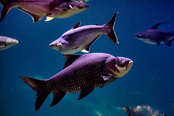 Angkor Wildlife & Aquarium Halfday tour - Who this tour fits best (and who might want a different plan)