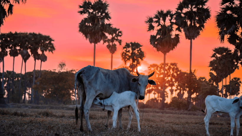 Authentic Siem Reap: Tuk Tuk Countryside and Sunset Tour - Quick hits you’ll remember