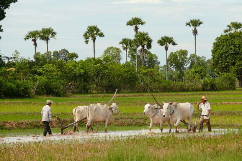 Back to Basics: Siem Reap Village Tour in Cambodia - The hands-on village work: baskets, wells, and rice wine making
