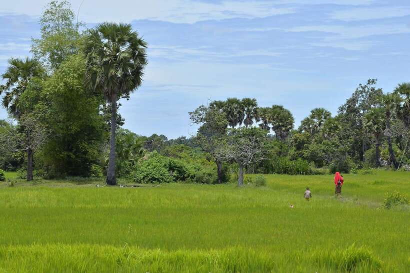 Back to Basics: Village Life Tour from Siem Reap - Village Work Up Close: Firewood, Water, Weaving, and Rice Wine