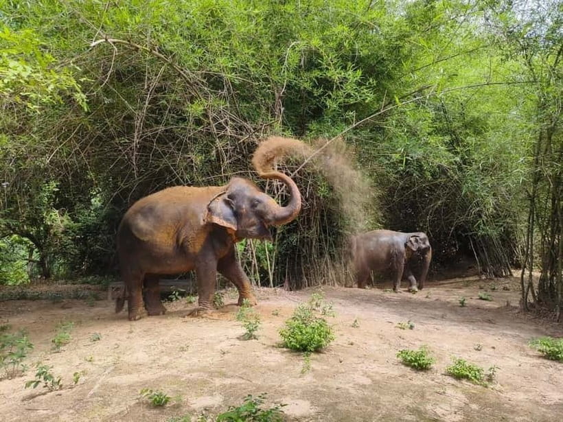 Cambodia Elephants Haft Day Experiences from Siem Reap - How the elephant half-day stays respectful, from intro to seasonal fruit