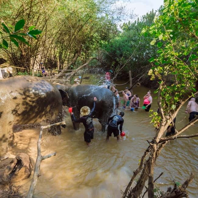 Cambodia Elephants Haft Day Experiences from Siem Reap - Meal prep and that digestive-health step you won’t forget