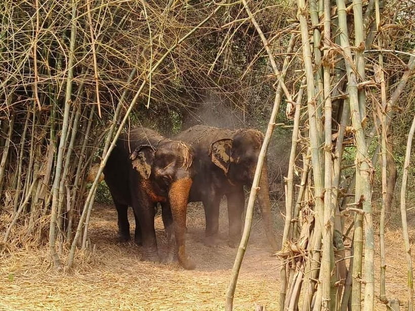 Cambodia Elephants Haft Day Experiences from Siem Reap - Mud bath with elephants: playful, natural behavior, and real wet work
