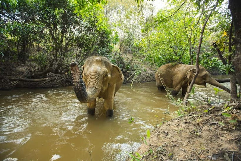 Cambodia Elephants Haft Day Experiences from Siem Reap - The bathing session: bonding time plus a closer look at gentleness
