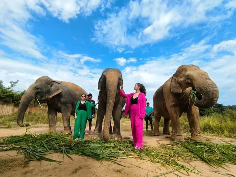 Cambodia Elephants Haft Day Experiences from Siem Reap - The easy Siem Reap logistics: free pickup, van rides, and a 4.5-hour total
