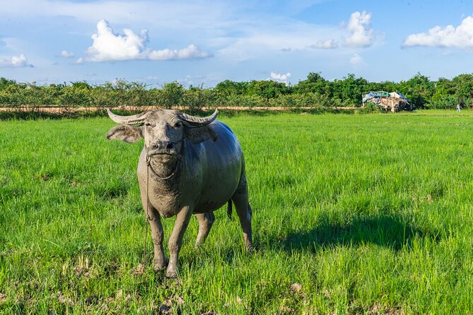 Countryside Sunset Jeep Tour with Drinks included - Phnom Krom rice fields: sunset photos plus your included drink