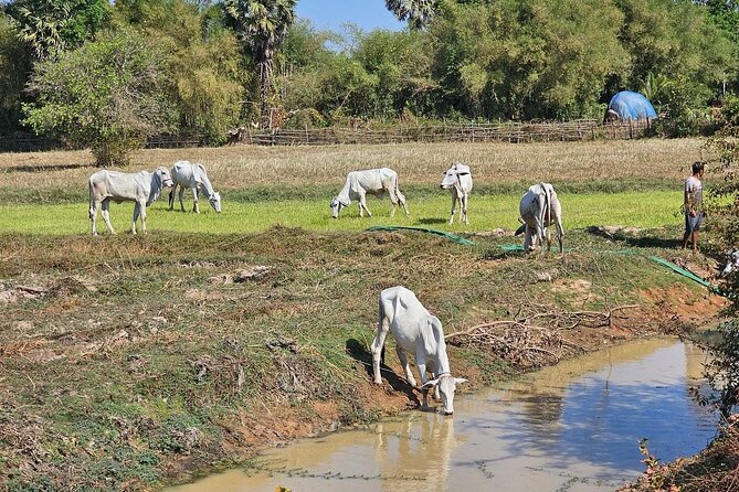East Corner of Siem Reap - Roluos Group & Countryside - Price and Value: What You Get for $50