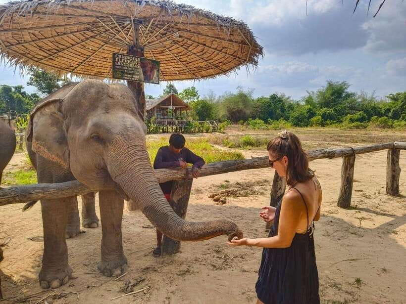 From Siem Reap: Elephant Sanctuary Experience with Transfers - Who This Tour Fits Best in Siem Reap