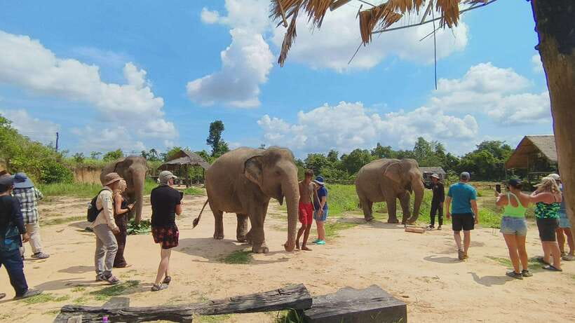 From Siem Reap: Elephant Sanctuary Experience with Transfers - Trek Through Cambodia Forest: Seeing the Habitat, Not Just the Animals