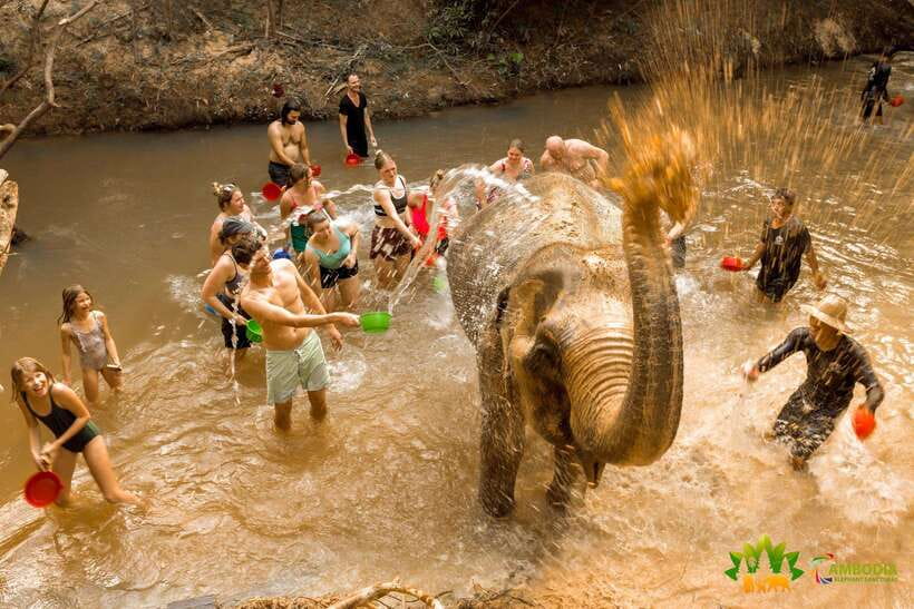 From Siem Reap: Elephant Sanctuary Experience with Transfers - The Final Break: Seasonal Fruit, Water, and Time to Process