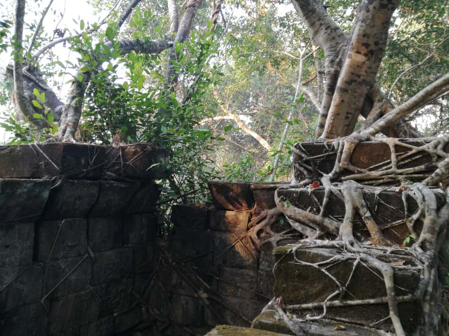 From Siem Reap: Half-Day Tour to Beng Mealea Temple - Price and Value: When $130 Makes Sense for a Half-Day