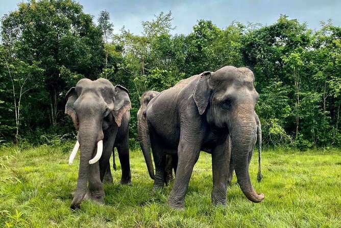 Kulen Elephant Forest and Tonle Sap Lake by Private Tour - Elephant Forest Camp: Feeding, Following the Walk, and Staying Aware