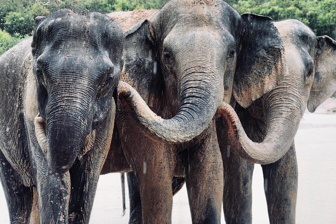 Kulen Elephant Forest and Tonle Sap Lake by Private Tour - Getting There: Phnom Kulen National Park and the Jungle-Drive Setup