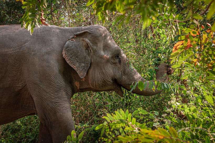 Kulen Elephant Forest Siem Reap in Small Group - Kulen Elephant Forest: what makes this small-group visit different