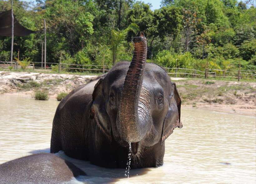 Kulen Elephant Forest Siem Reap in Small Group - From Siem Reap office to the forest: your 1-hour shuttle start