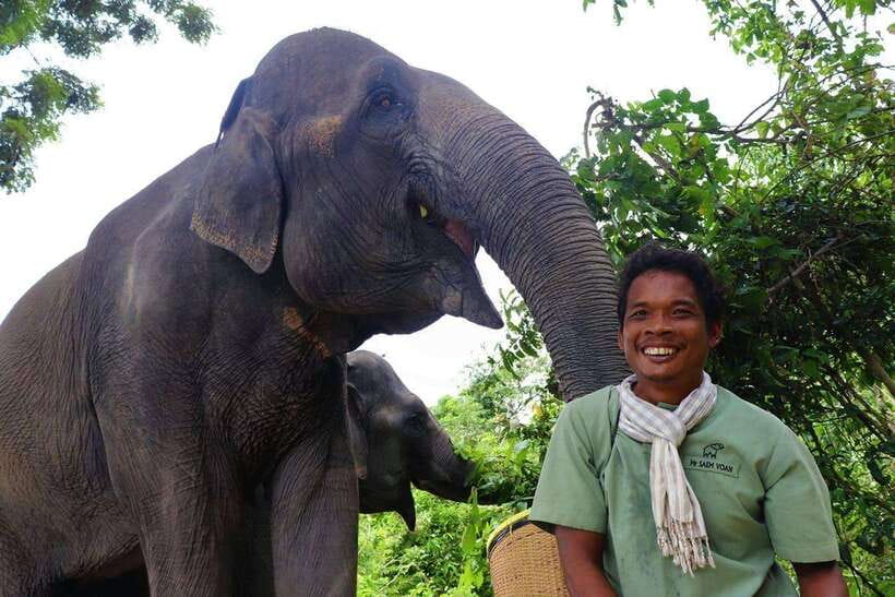 Kulen Elephant Forest Siem Reap in Small Group - Observation time that actually teaches: watching elephant behavior in motion