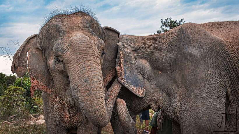Kulen Elephant Forest Siem Reap in Small Group - The 2km forest walk: walking near elephants without rushing the moment