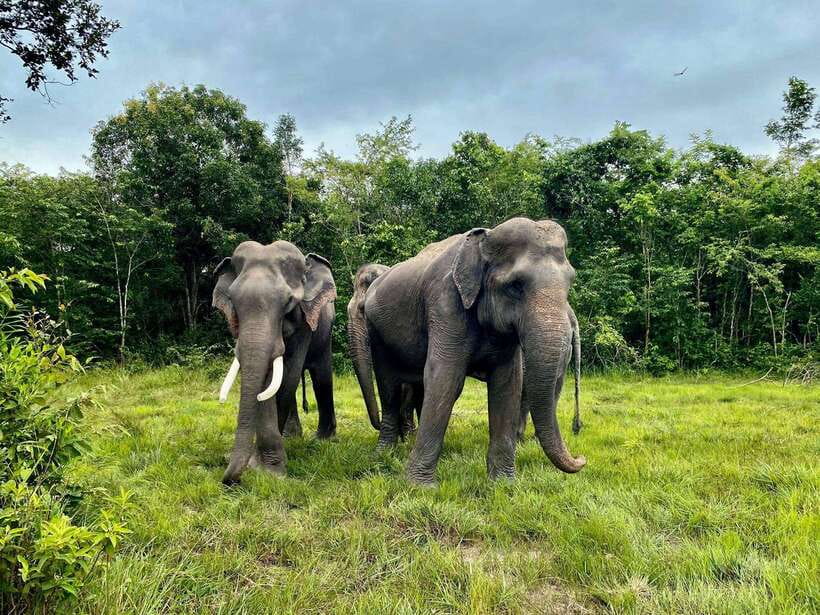 Kulen Elephant Forest Siem Reap in Small Group - Price and value: what $69 really covers