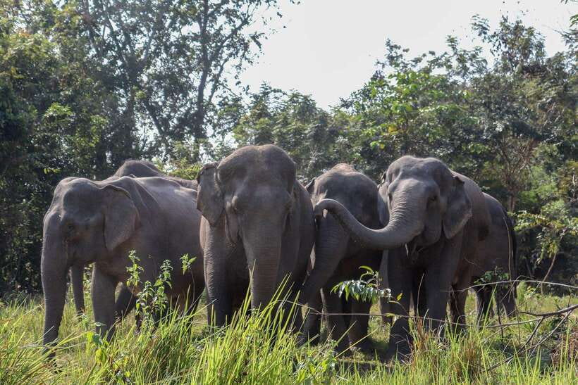 Kulen Elephant Forest & Tonlesap Lake - The Elephant Encounter Schedule: Pickup, Briefing, and Walk Time