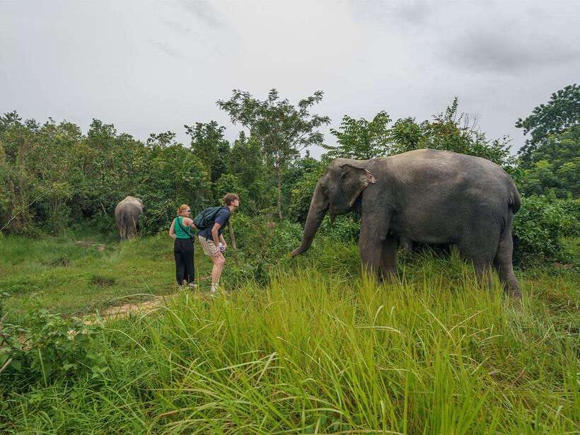 Kulen Elephant Forest Tour with Hotel Pick-up & Drop off - Should you book the Kulen Elephant Forest Tour?