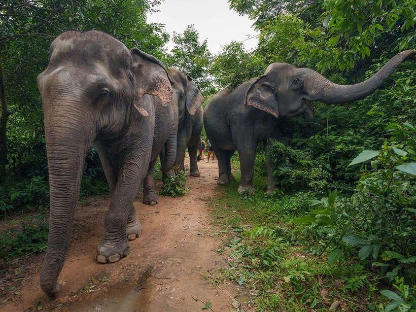 Kulen Elephant Forest Tour with Hotel Pick-up & Drop off - Getting close the ethical way: walking with elephants, not riding them