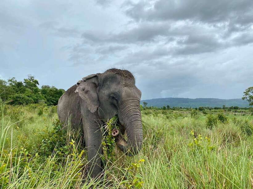 Kulen Mountain Day Trip with Picnic & Kulen Elephant Forest - Key highlights worth getting excited about