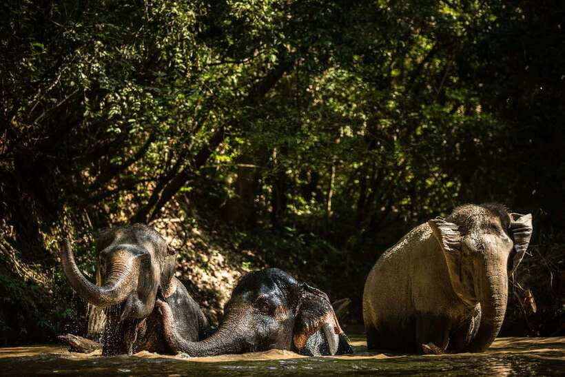 Kulen Mountain Day Trip with Picnic & Kulen Elephant Forest - Phum Preah Dak and the palm-cake pause: sweet learning with local snacks