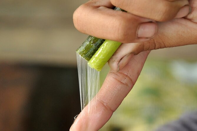 Lotus Silk Farm: Discover Learn and Experiment the Lotus Flower - Practical tips to get the most from the morning