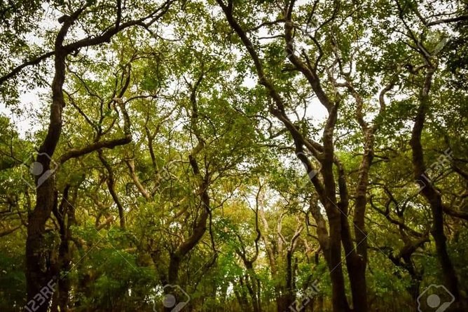 Mechrey Floating Village Tour & Mangrove from Siem Reap - The “private guide” advantage: why Thy and Sythat make the day easier