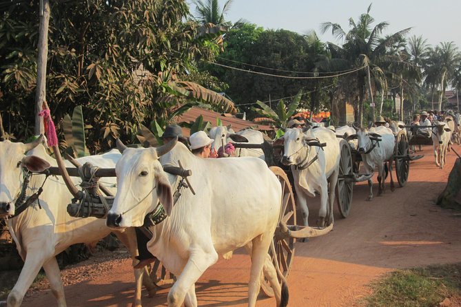 Ox-cart Culture Tour, Countryside Experince in Siem Reap - Ox-cart life beyond Siem Reap’s big sights