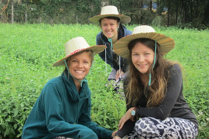 Ox-cart Culture Tour, Countryside Experince in Siem Reap - Price and value: is $45 worth it for your style of travel?