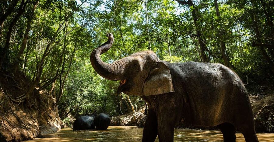 Phnom Kulen Park: Tour with Elephant Forest from Siem Reap - Walking With Elephants: What Included Time Really Means