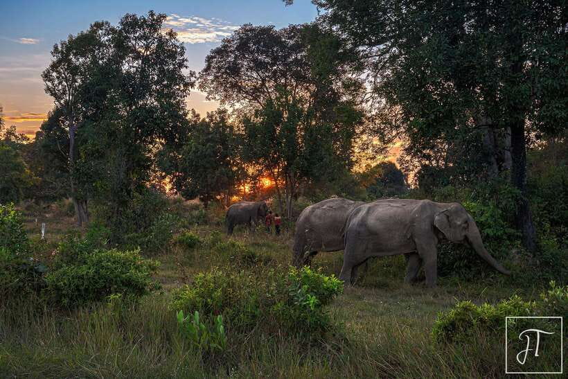 Phnom Kulen Park: Tour with Elephant Forest from Siem Reap - Guides, Drivers, and Small-Group Energy (Limited to 6)