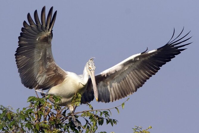 Prek Toal Birds Sanctuary and floating Village Private Day Tour - Birds and floating villages from Siem Reap: what this day is really about