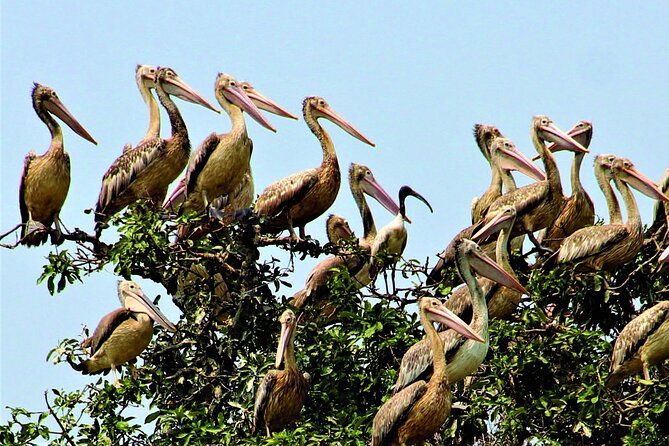 Prek Toal Birds Sanctuary and floating Village Private Day Tour - What the $170.05 private tour includes (and where the value shows up)