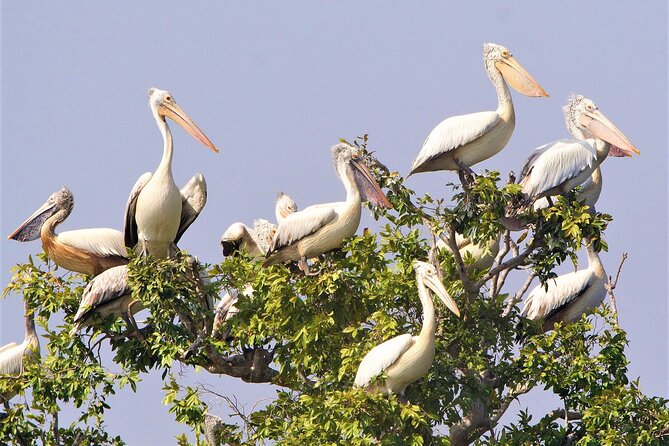 Prek Toal Birds Sanctuary and floating Village Private Day Tour - Tonlé Sap Biosphere Reserve: why the ecosystem context matters