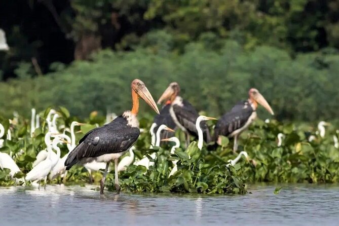 Prek Toal Birds Sanctuary and floating Village Private Day Tour - Season changes everything: Chong Kneas vs Mechrey pier days