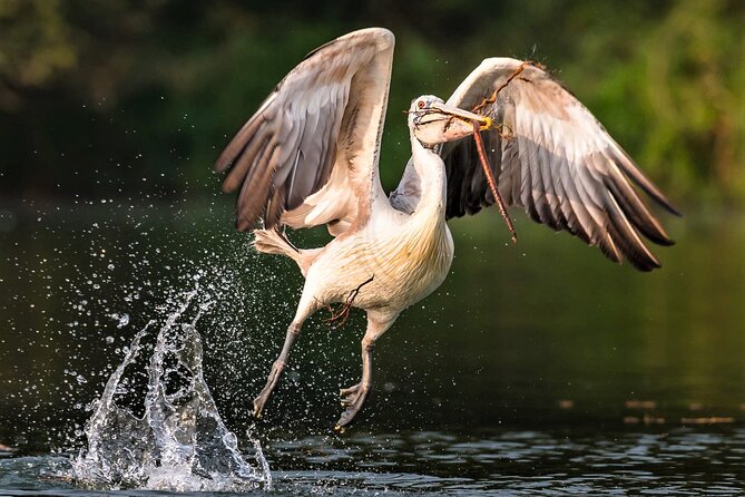 Prek Toal Birds Sanctuary and floating Village Private Day Tour - Tonle Sap floating villages: stilted life and waterway routines