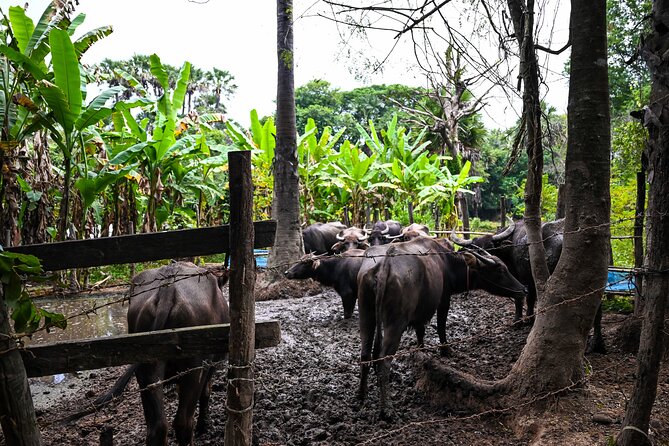 Private Angkor Sunrise Bike Tour Supported By Minivan - Angkor Thom and Bayon’s four faces