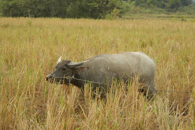 Rice Fields & Rural Villages Tour - Tonlé Sap Lake Views and the Bird-Spotting Goal
