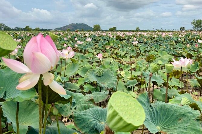Rural Countryside Experience Tour in Siem Reap - Getting to the countryside: timing, transfers, and how the day runs
